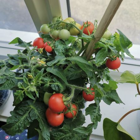 Micro Tom, Tomato Seeds - Packet image number null